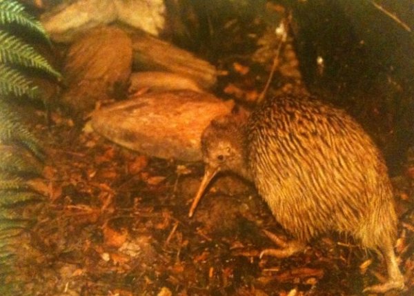 Rowi Kiwi Bird at West Coast WildLife Centre; Franz Josef, New Zealand