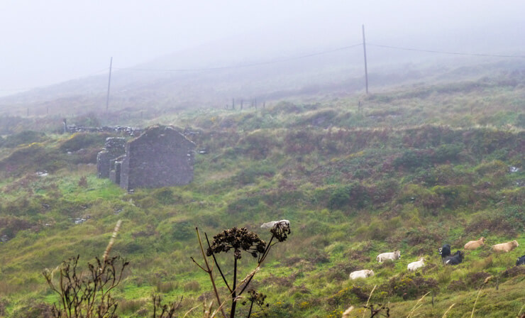 Foggy (yet still pretty!) view along the Ring of Kerry.