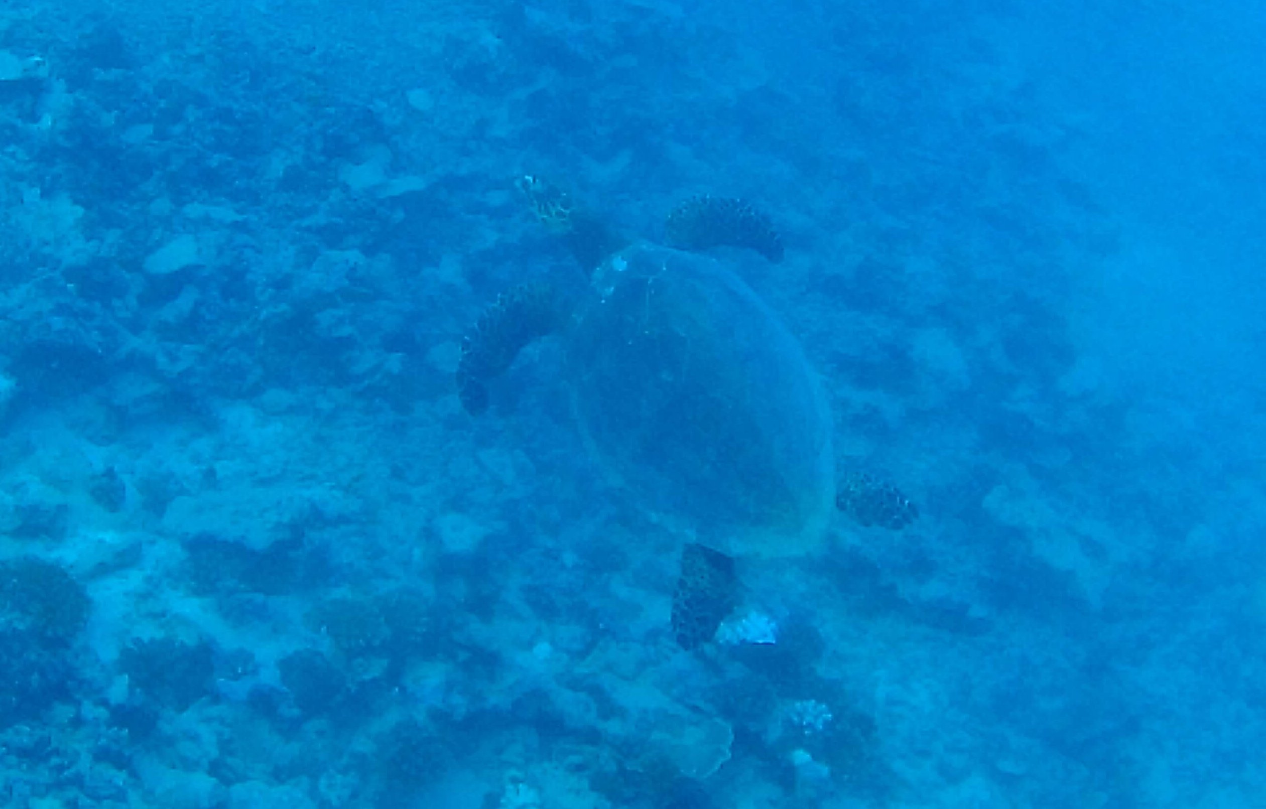 SEA TURTLES 32oz TURTLE SHELL WATER BOTTLE