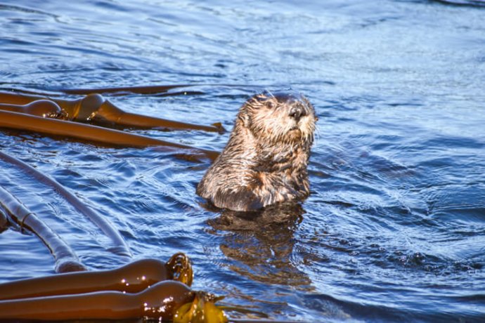 One Week in Vancouver Island Itinerary: Surf, Sand & Totem Poles