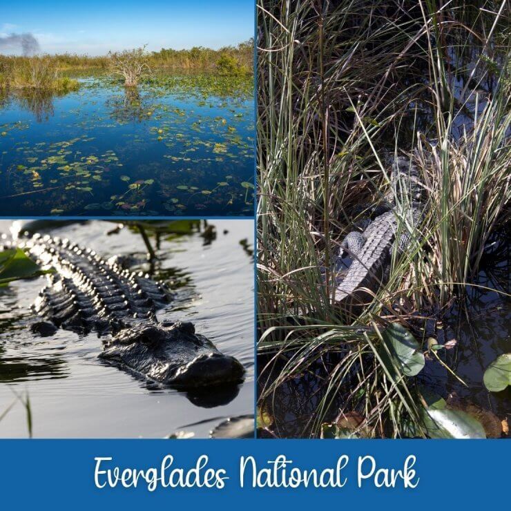 Evergaldes National Park is an epic Florida day trip where you can see alligators and swampy beauty. 